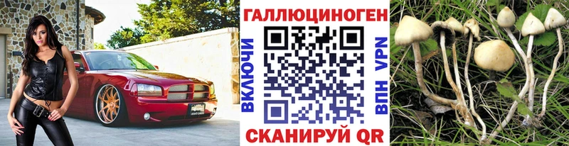 где можно купить   Алушта  Псилоцибиновые грибы Cubensis 